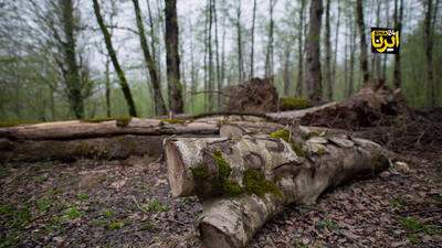  پشت پرده اتهام علیه «درختان شکسته و افتاده»