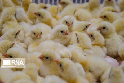 کمبود نهاده، جوجه یک روزه را ارزان کرد