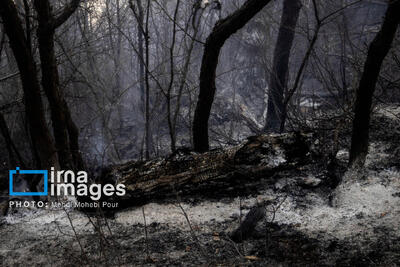 جمع‌آوری درختان شکسته و افتاده هیرکانی؛ طرحی که با آتش سوزی «الیت» دوباره سرزبان‌ها افتاد