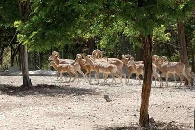 خشکسالی‌ کل و قوچ‌های تپال را به معابر شهری کشاند/ مردم نذر طبیعت کنند + ویدئو