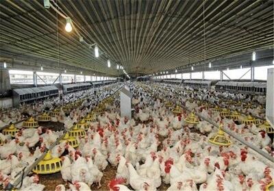  مدیر جهاد کشاورزی کوهسرخ: پایداری تولید مرغ مشروط بر تأمین نهاده‌های دامی است