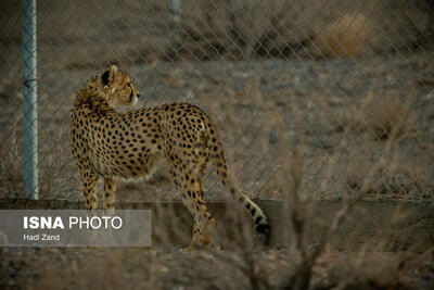  فنس‌کشی ۱۰۰ کیلومتر جاده مرگ یوزپلنگ در انتظار اعتبار