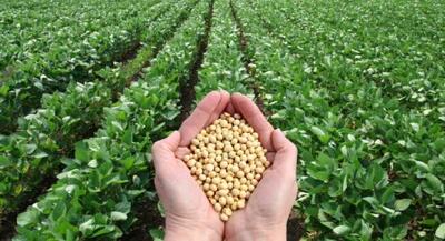  برداشت ۹۲۰ تن سویا در مزارع ساری/ عملکردی فراتر از انتظار در سال خشکسالی