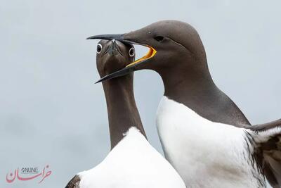 برندگان رقابت عکس‌های کمدی حیات وحش سال ۲۰۲۵ معرفی شدند