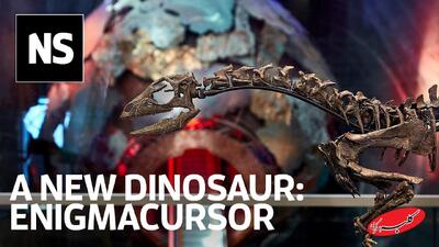 یک کشف شگفت‌انگیز از جمجمه کمیاب «دایناسورهای نسل جدید» - کلبه سرگرمی