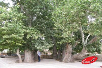  ببینید | کنده شدن یک درخت تاریخی ۵۵۶ ساله از ریشه در استانبول ترکیه‌ - کلبه سرگرمی