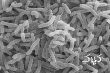 شیوع وبا در همسایگی ایران/ آمار جان باختگان - مجله اینترنتی کولاک