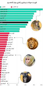 مقایسه تک‌همسری در حیوانات و انسان‌ها + اینفوگرافی - مجله اینترنتی کولاک