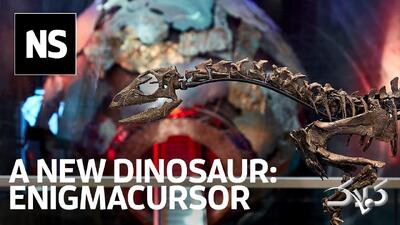 یک کشف شگفت‌انگیز از جمجمه کمیاب «دایناسورهای نسل جدید» - مجله اینترنتی کولاک