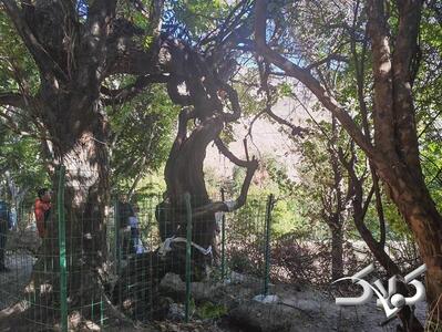 قدیمی‌ترین درخت انگور جهان + عکس | تنه جالب درخت ۴۱۶ ساله را ببینید - مجله اینترنتی کولاک