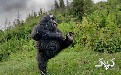 خنده‌دارترین لحظات حیات وحش را ببینید - مجله اینترنتی کولاک