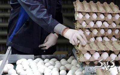 قیمت جدید تخم مرغ در بازار؛ قیمت هر شانه تخم مرغ فله اعلام شد - مجله اینترنتی کولاک