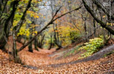 عکس/ پاییز در جنگل فندقلو نمین