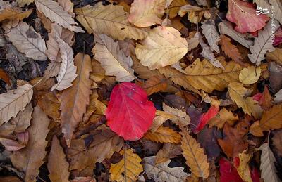 عکس/ پاییز هزار رنگ جنگل‌های شمال