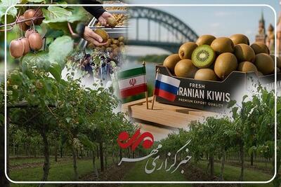  اینفوگرافیک؛ گیلان در صدر تولید کیوی کشور است