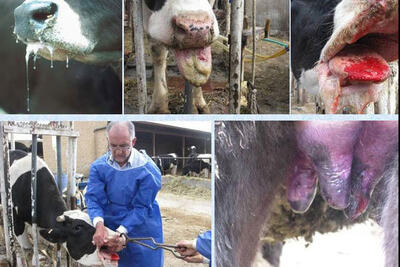  تب برفکی به دامداران اصفهان خسارت زد؛لزوم مرزبندی بهداشتی برای دامداری