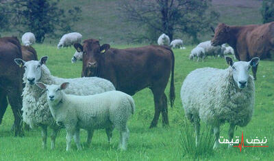 بازار گوشت در آتش؛ قیمت دام زنده رکورد زد و سفره مردم زیر فشار است — چه کسی مسئول گرانی است؟