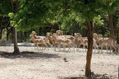 خشکسالی‌ کل و قوچ‌ها را به معابر شهری کشاند