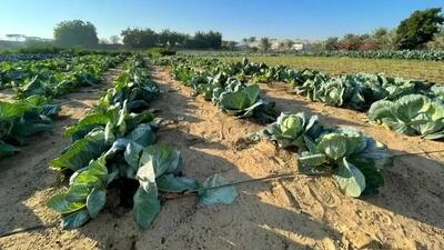 بیابان‌ های امارات چگونه به سرزمین‌ های سبز تبدیل شدند؟