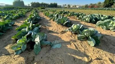 راز نابودی درخت 5 هزار ساله؛ یک خطای فاجعه‌ آمیز