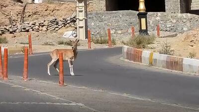 قوچ‌های گرسنه وارد خیابان های شاهرود شدند + فیلم