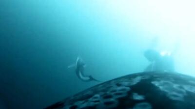 فیلم شکار مشترک نهنگ‌ و دلفین‌