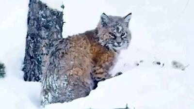  فیلم شکار اردک در رودخانه توسط گربه وحشی