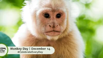 چرا 14 دسامبر به نام روز جهانی میمون شناخته شده است؟