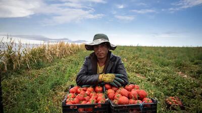 کشاورزانِ جنوب قزوین، محصولات آب بر می کارند ولی به دلیل قیمت پایین آنها را رها می کنند! / ارزان بودن محصولات کشاورزی عامل مهاجرت به شهرهاست