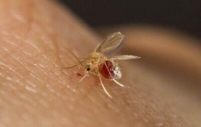 ۱۱۰۷ بیمار مبتلا به تب دنگی در کشور شناسایی شد | صید پشه آئدس در ۱۱ استان (۲۳ آذر ۱۴۰۴)