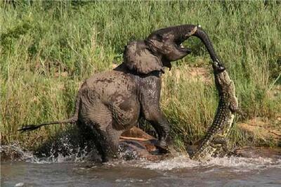  مستند حیات وحش؛ کروکودیل ساده لوحانه چسبیده به خرطوم فیل مثلا شکارش کنه