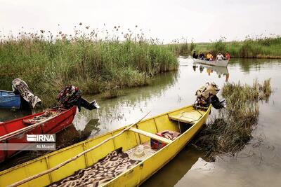 تصفیه‌خانه‌های طبیعی در حال مرگ