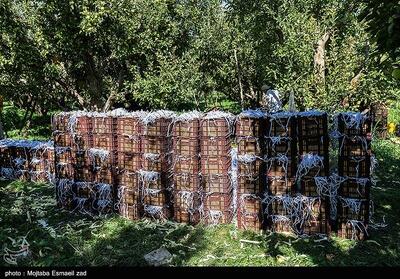 2 چالشی که امنیت تولیدات باغی را تهدید می‌کند/باغداری سنتی در برابر تغییر اقلیم! - تسنیم