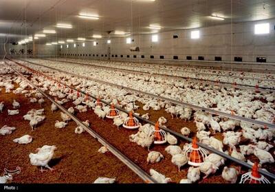 خشکسالی، جنگ اقتصادی و ضعف نظارت؛ 3 عامل اصلی بحران نهاده‌های دامی - تسنیم