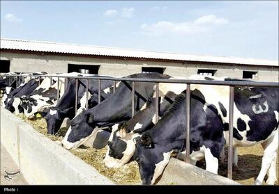 کاهش 30 درصدی ارز نهاده‌ها و سوءمدیریت تخصیص عامل اصلی بحران دام و طیور - تسنیم