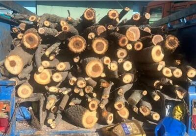 8 تن هیزم جنگلی در اردبیل کشف و ضبط شد - تسنیم