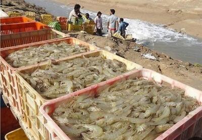 برداشت بیش‌از 26 هزار و 570 تن میگوی پرورشی در استان بوشهر - تسنیم