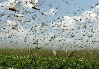 خراسان جنوبی آماده مقابله با هجوم احتمالی ملخ صحرایی - تسنیم