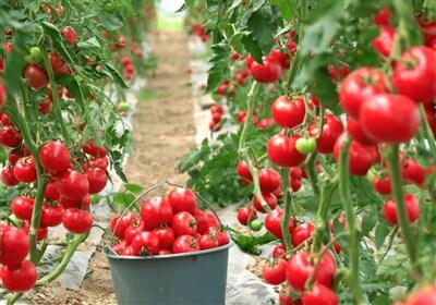 800 خانوار خراسان جنوبی از کشت‌های گلخانه‌ای بهره‌مند شدند - تسنیم
