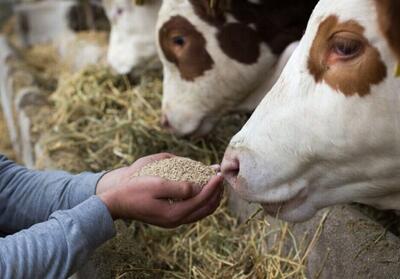 افزایش سهمیه خوراک دام و آغاز توزیع سیلاژ یارانه‌ای در زهک  فیلم - تسنیم