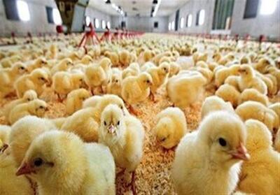 افزایش 10 درصدی جوجه‌ریزی در مرغداری‌های تایباد/ثبت 2/4 میلیون قطعه جوجه‌ریزی - تسنیم
