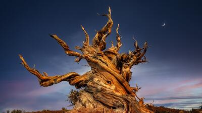  قدیمی‌ترین موجود زنده زمین که توسط انسان از بین رفت