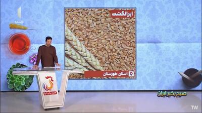  اهمیت گندم دوروم و تفاوت آن با گندم‌های دیگر + فیلم