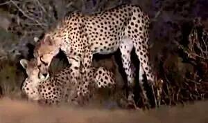 مشاهده ۶ یوزپلنگ آسیایی در میاندشت خراسان‌شمالی