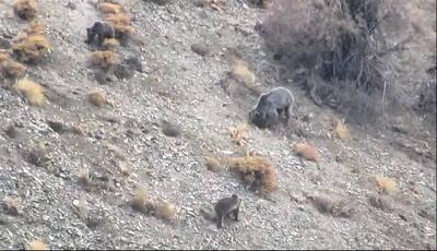 مشاهده خانواده خرس قهوه‌ای در دنا