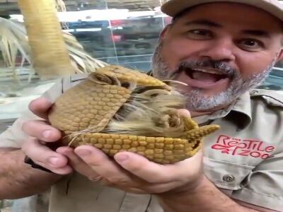  آرمادیلو، پستاندار زره‌دار کوچک