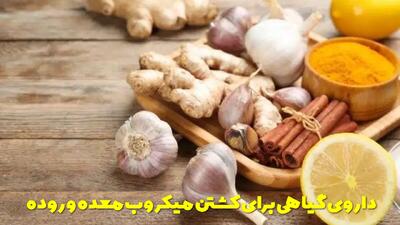  بهترین داروی گیاهی برای کشتن میکروب معده و روده چیست؟