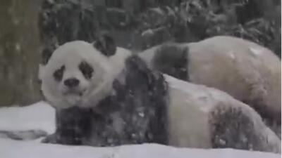  واکنش پانداها وقتی برای اولین بار برف می‌بینند