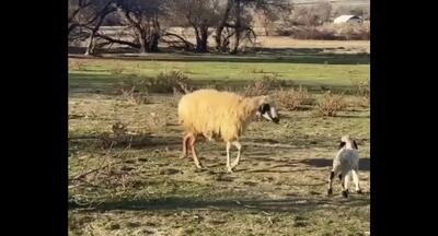  فداکاری گوسفند مادر: محافظت از بره در برابر حمله سگ در ترکیه (فیلم)