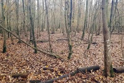 پاس گل کمیسیون شوراهای مجلس به مافیای چوب/ خوشحالی بهره‌برداران از مقصر جلوه دادن «درختان شکسته و افتاده/ خطای گزارش مجلس درباره آتش‌سوزی جنگل الیت، از کجا نشأت می‌گیرد؟